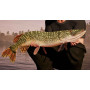Fishing Sim World